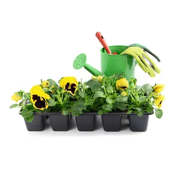 Pansy Plant (4)-5077881-51632.webp